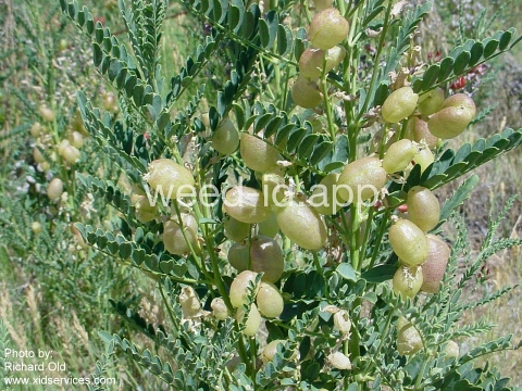 swainsonpea